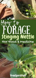 Garlic water is an easy and simple way to rid your plants of pests without using harmful chemicals that may be toxic or may leech into the ground water. Account Suspended Stinging Nettle Nettle Recipes Herbalism