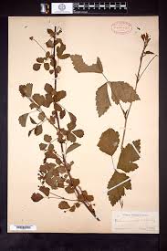 Image result for Rubus chapmanianus