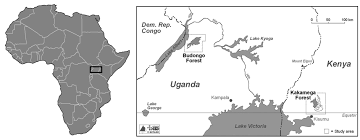 Image result for Buchnera longispicata