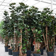 Image result for Polyscias kivuensis