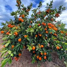 Pixie Orange Farming in Kenya – Profitable Planting Guide and How to Make  Money 2025 - Virtual Agrovet