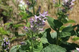 Image result for Achyrospermum schimperi