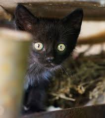 If Homeless Cats Could Talk They Would Probably Say Give Me Shelter Food Companionship And Love And I Ll Be Black Kitten Cats And Kittens Cat Obsession