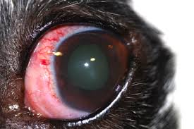Ojo Rojo En Perros Y Gatos Por Que Es Que Puedo Hacer Ivo