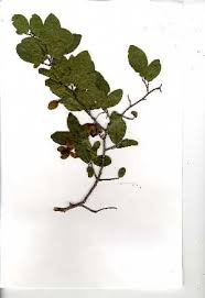 Image result for Ochna gambleoides