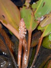Image result for Potamogeton nodosus