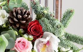 We did not find results for: Top 6 Traditional Christmas Flowers Plants Appleyard London