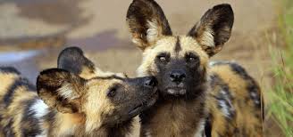 We did not find results for: 20 Endangered African Animals You Can See On A Safari Green Global Travel