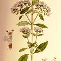 Image result for Rytigynia macrura