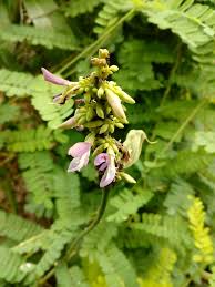 Image result for Abrus fruticulosus