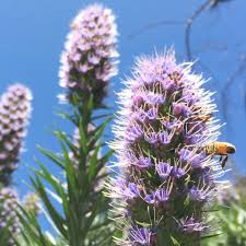 Maybe you would like to learn more about one of these? Top 10 Bee Friendly Flowers Beekeeping Like A Girl