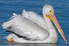 The australian pelican has the largest bill of any bird on our planet. American White Pelican The Animal Files