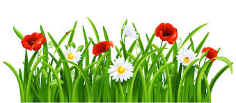 Poppies And Daisies With Grass Png Clipart Picture Grass Clipart Flower Clipart Flower Clipart Png