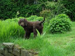 They will enjoy flip's adventures as he plays his tune for mr. F1 Floodle Flatcoated Retriever X Poodle Puppies Bishop Auckland County Durham Pets4homes