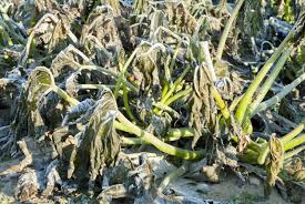 Check spelling or type a new query. Pest And Frost Protection Of Zucchini How To Protect Zucchini Squash Plants