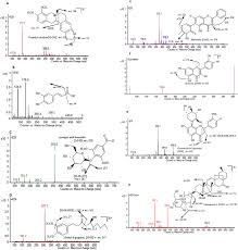 Image result for Hoslundia