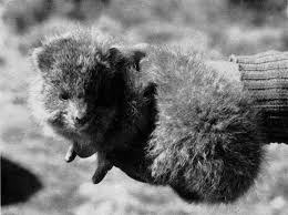 Image result for Oreophyton falcatum