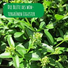 1.432 angebote zu liguster pflanzen im heckenpflanzen preisvergleich. Wintergruner Liguster Atrovirens Kaufen Steckbrief Anleitung