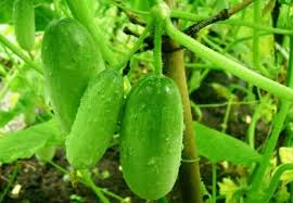 Buah ini biasanya akan sering kamu lihat saat bulan puasa. Panduan Lengkap Cara Menanam Dan Merawat Timun Baby Bagi Pemula Faunadanflora Com