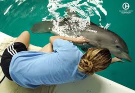 A dolphin's snout is called a rostrum. Winter Superfan Quiz Clearwater Marine Aquarium