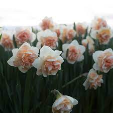 Narcissus Flower Surprise Narcissus Flower Flower Farm Bulb Flowers