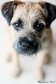Guilty Border Terrier Border Terrier Puppy Pitbull Terrier