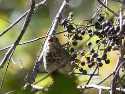 Check spelling or type a new query. Hermit Thrush Birding For Life