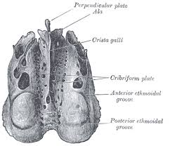 Olfactory Foramina Wikipedia