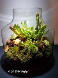 Terrarium De Plantes Carnivores Carnivorous Plants Terrarium Carnivorous Plants Terrarium Plants