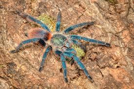 Image result for Tridactyle gentilii