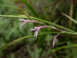 Image result for Radinosiphon leptostachya