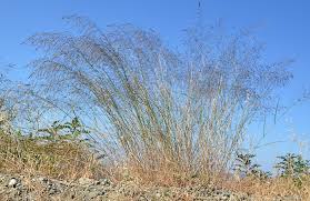 Image result for Leptochloa coerulescens
