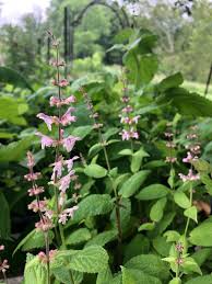 Image result for Stachys