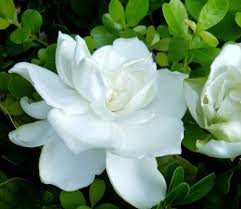List of white flowers with pictures. Cape Jasmine Flower Seeds 150 Organic Easy To Grow White Flowers Gardenia Jasminoides Ellis For Planting Garden Indoors And Outdoors Amazon De Garden