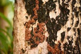 Find the best a1 pest control around idaho falls,id and get detailed driving directions with road conditions, live traffic updates, and reviews of local business along the way. Termites Pest Control Idaho Falls