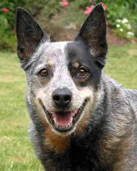 Australian Cattle Dog History Temperament Care Training More Dogs And Dog Advice
