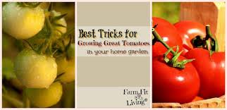 Some times we can not find the best solution for disease due to a lack of chemical knowledge. Best Tricks For Growing Great Tomatoes In Your Home Garden