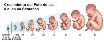 Calculadora Gestacional De Semanas Para Meses Longitud Y Peso Aproximados Del Bebe En Cada Semana Del Embarazo Primeros Sintomas De Embarazo Sintomas De Embarazo Calculadora De Embarazo