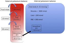 Image result for Transtubular Potassium Gradient