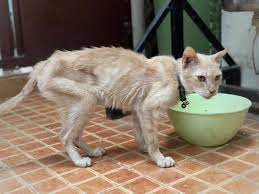 Why Is My Cat Always Hungry But Still Skinny Vet Answers Excited Cats