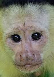White throated Capuchin Monkey