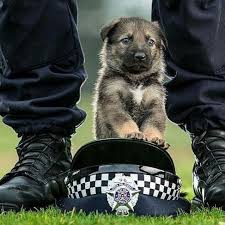epingle par hund foto sur doggo chiens de la police chiens de travail militaires chien de guerre