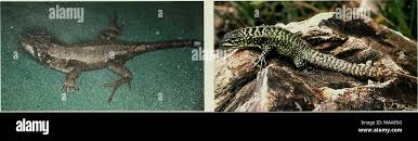Image result for Stenocercus simonsii