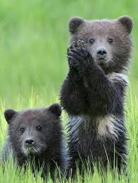 Sunday Funny Skol Vikings Https Pattymattson Com Sunday Funny 187 Cute Baby Animals Bear Pictures Bear Cubs