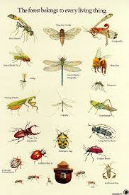 Invertebrados Dessin Nature Insectes De Jardin Dessin Insecte
