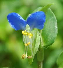Image result for Commelina nyasensis
