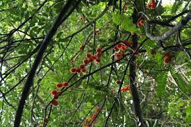 Image result for Cnestis polyphylla