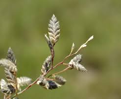 Image result for Eragrostis racemosa