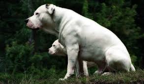 He may be strong, but he's famously gentle, making him an excellent companion for children. Large White Dog Breeds Short Hair Pet S Gallery