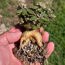 Image result for Euphorbia unicornis